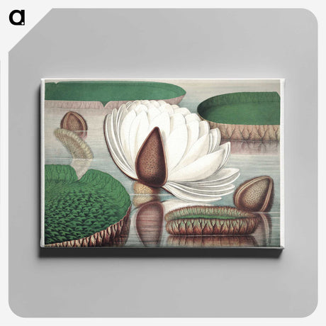 1-2_Victoria-Regia_canvas