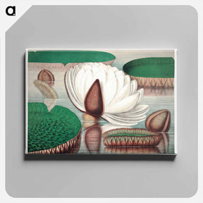 アートパネル-The Victoria Regia; or the Great Water Lily of America - ビクトリア レジア Canvas.