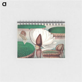 アートメモ帳-The Victoria Regia; or the Great Water Lily of America - ビクトリア レジア Memo.