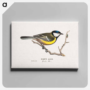 アートパネル-Great Tit - ヴィルヘルム フォン ライト Canvas.