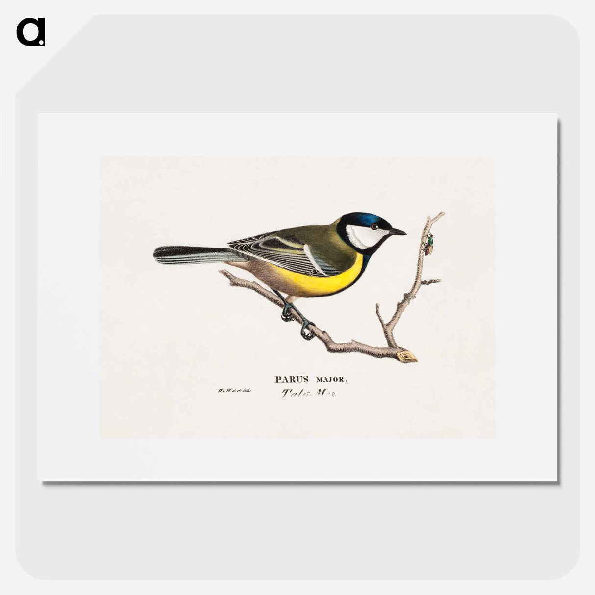 Great Tit - Wilhelm von Wright Poster.