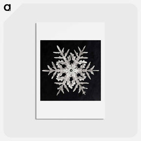 アートポストカード-Wilson Bentley's Snowflake 332 - ウィルソン ベントレー Postcard.