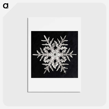 アートポストカード-Wilson Bentley's Snowflake 332 - ウィルソン ベントレー Postcard.