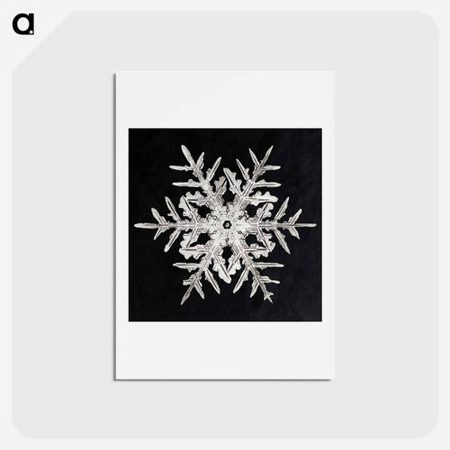 Wilson Bentley's Snowflake 332 - ウィルソン ベントレー Postcard.