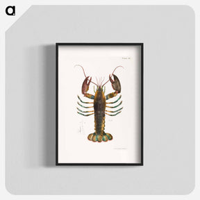 アートポスター-American lobster (Homarus americanus) illustration from Zoology of New york by James Ellsworth De Kay - ニューヨークの動物学 Poster.