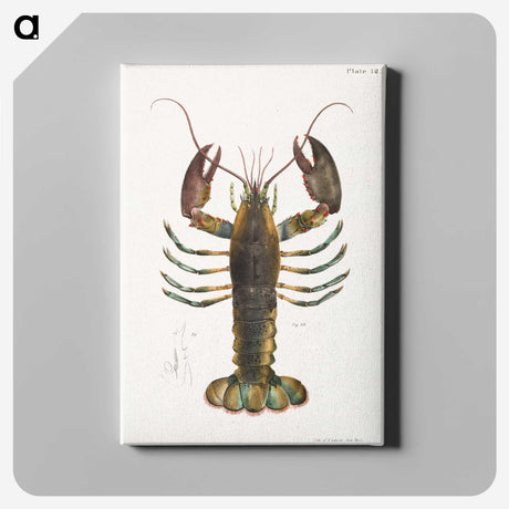 1-2_Zoology-of-New-York_canvas