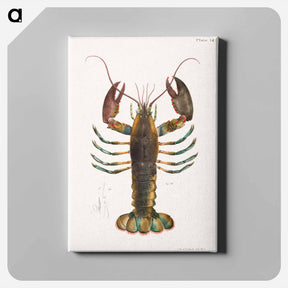 アートパネル-American lobster (Homarus americanus) illustration from Zoology of New york by James Ellsworth De Kay - ニューヨークの動物学 Canvas.