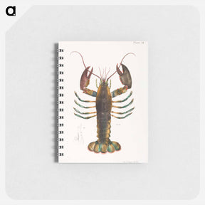 アートメモ帳-American lobster (Homarus americanus) illustration from Zoology of New york by James Ellsworth De Kay - ニューヨークの動物学 Memo.