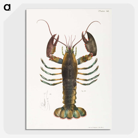 1-2_Zoology-of-New-York_picture-crop