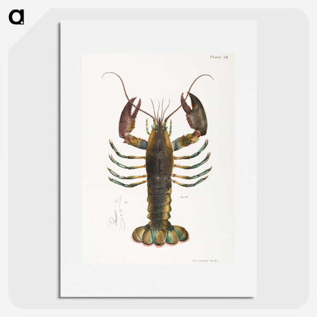 1-2_Zoology-of-New-York_picture