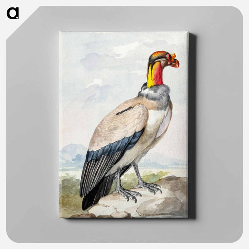 King vulture - アールト シューマン Canvas.