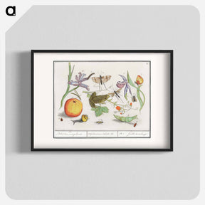 アートポスター-Natural History Ensemble, no. 12 - アンセルムス ボエティウス デ ブート Poster.