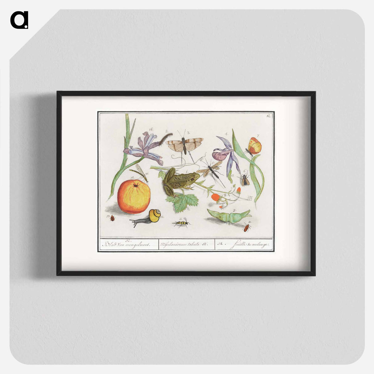 Natural History Ensemble, no. 12 - アンセルムス ボエティウス デ ブート Poster.