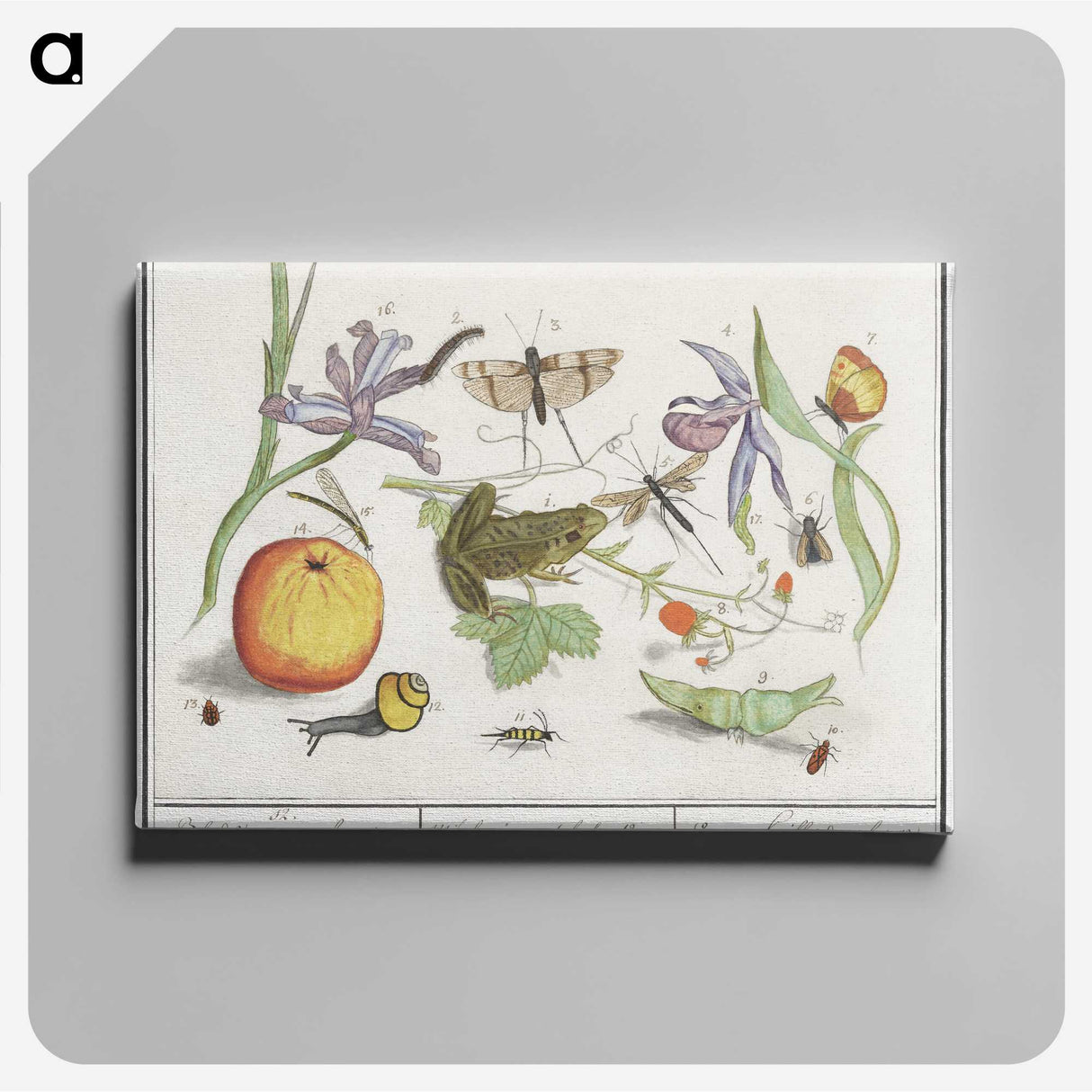1-30_Anselmus-Boetius-de-Boodt_canvas