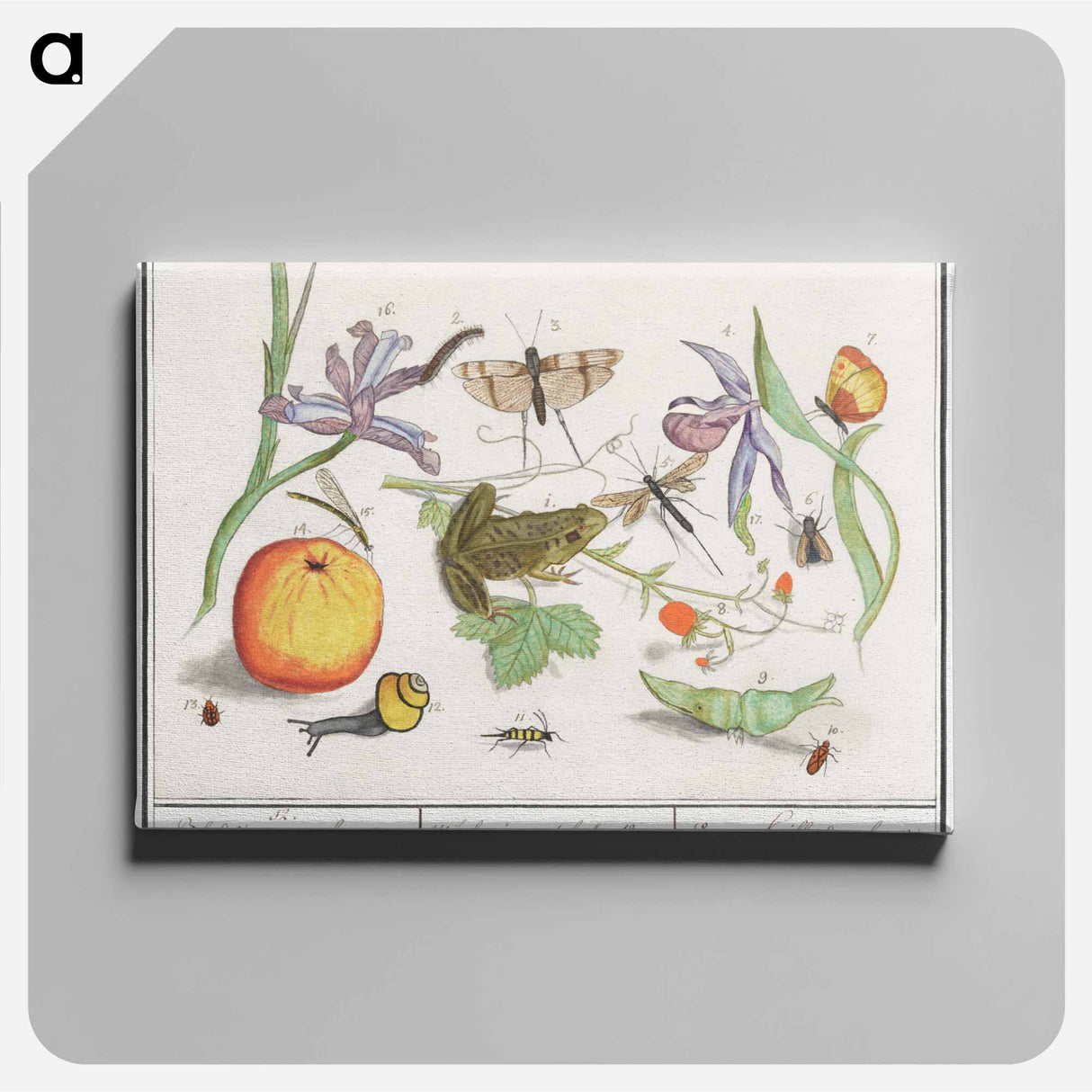 Natural History Ensemble, no. 12 - アンセルムス ボエティウス デ ブート Canvas.