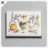 Natural History Ensemble, no. 12 - アンセルムス ボエティウス デ ブート Canvas.