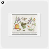 1-30_Anselmus-Boetius-de-Boodt_hagaki