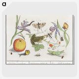 1-30_Anselmus-Boetius-de-Boodt_picture-crop