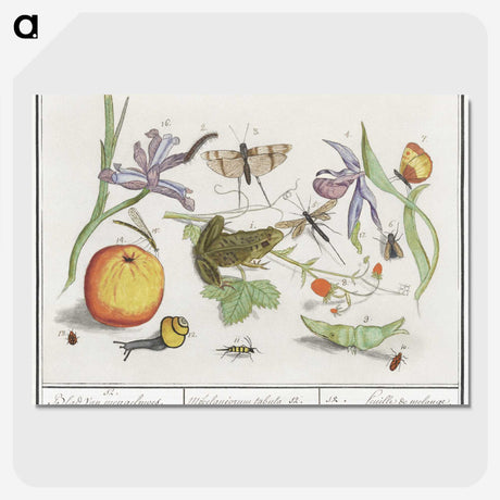 1-30_Anselmus-Boetius-de-Boodt_picture-crop
