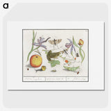 1-30_Anselmus-Boetius-de-Boodt_picture