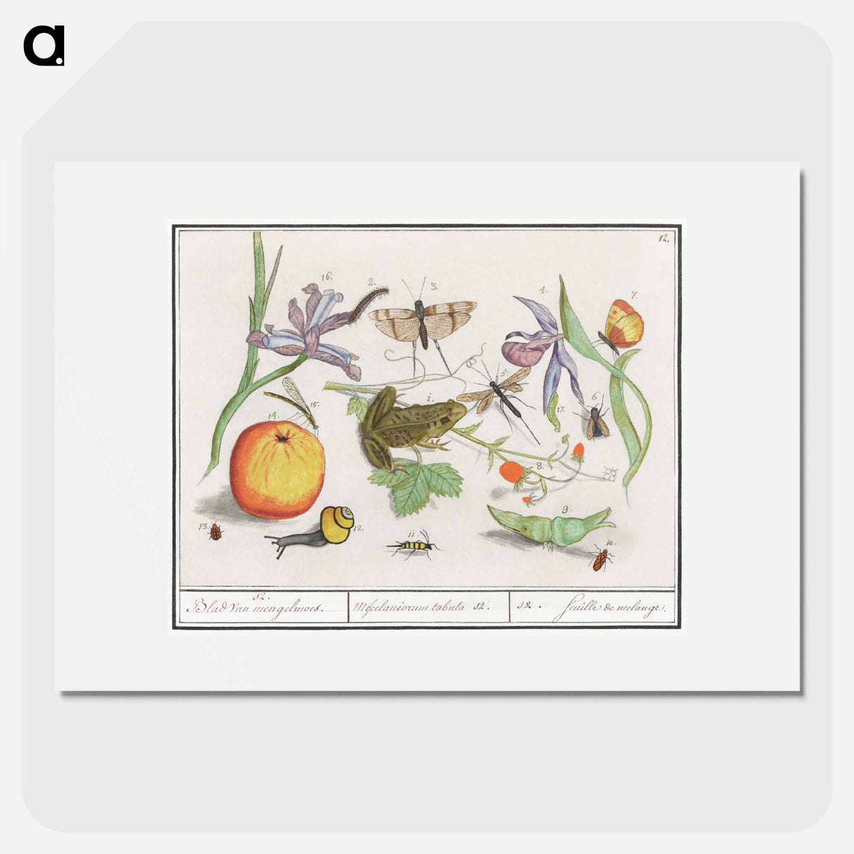 Natural History Ensemble, no. 12 - アンセルムス ボエティウス デ ブート Poster.