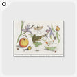 1-30_Anselmus-Boetius-de-Boodt_postcard