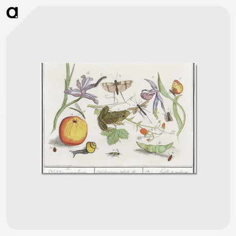 1-30_Anselmus-Boetius-de-Boodt_postcard