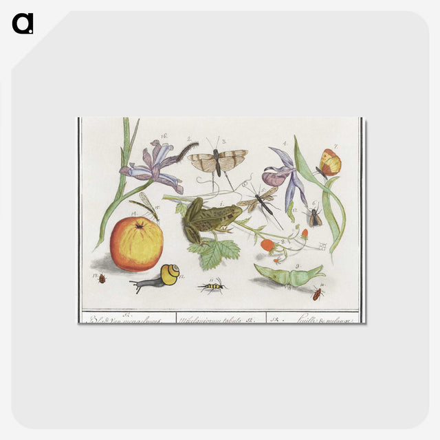 1-30_Anselmus-Boetius-de-Boodt_postcard