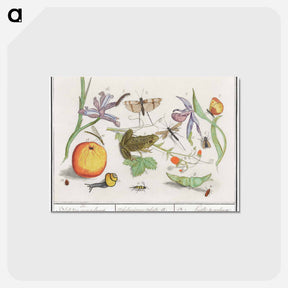 アートポストカード-Natural History Ensemble, no. 12 - アンセルムス ボエティウス デ ブート Postcard.