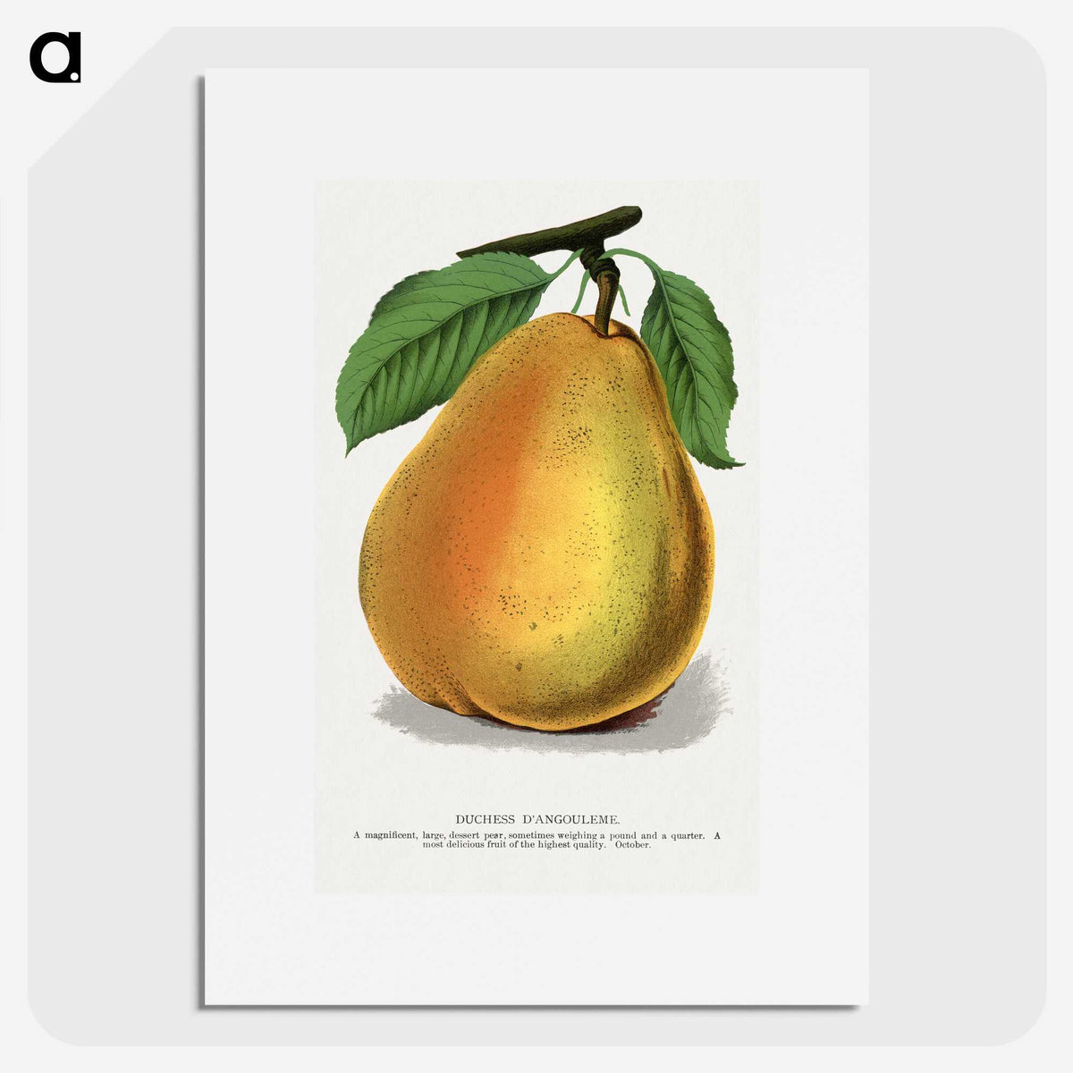 1-30_Botanical-Specimen-Plates_picture