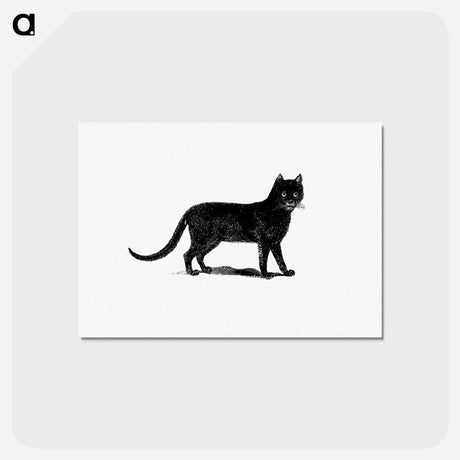 アートポストカード-European Cat Engraving
 - 大英図書館 Postcard.