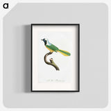 1-30_Des-Oiseaux-de-Paradis_blk
