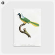 1-30_Des-Oiseaux-de-Paradis_postcard