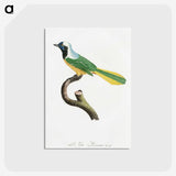 1-30_Des-Oiseaux-de-Paradis_postcard