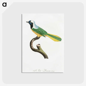 1-30_Des-Oiseaux-de-Paradis_postcard