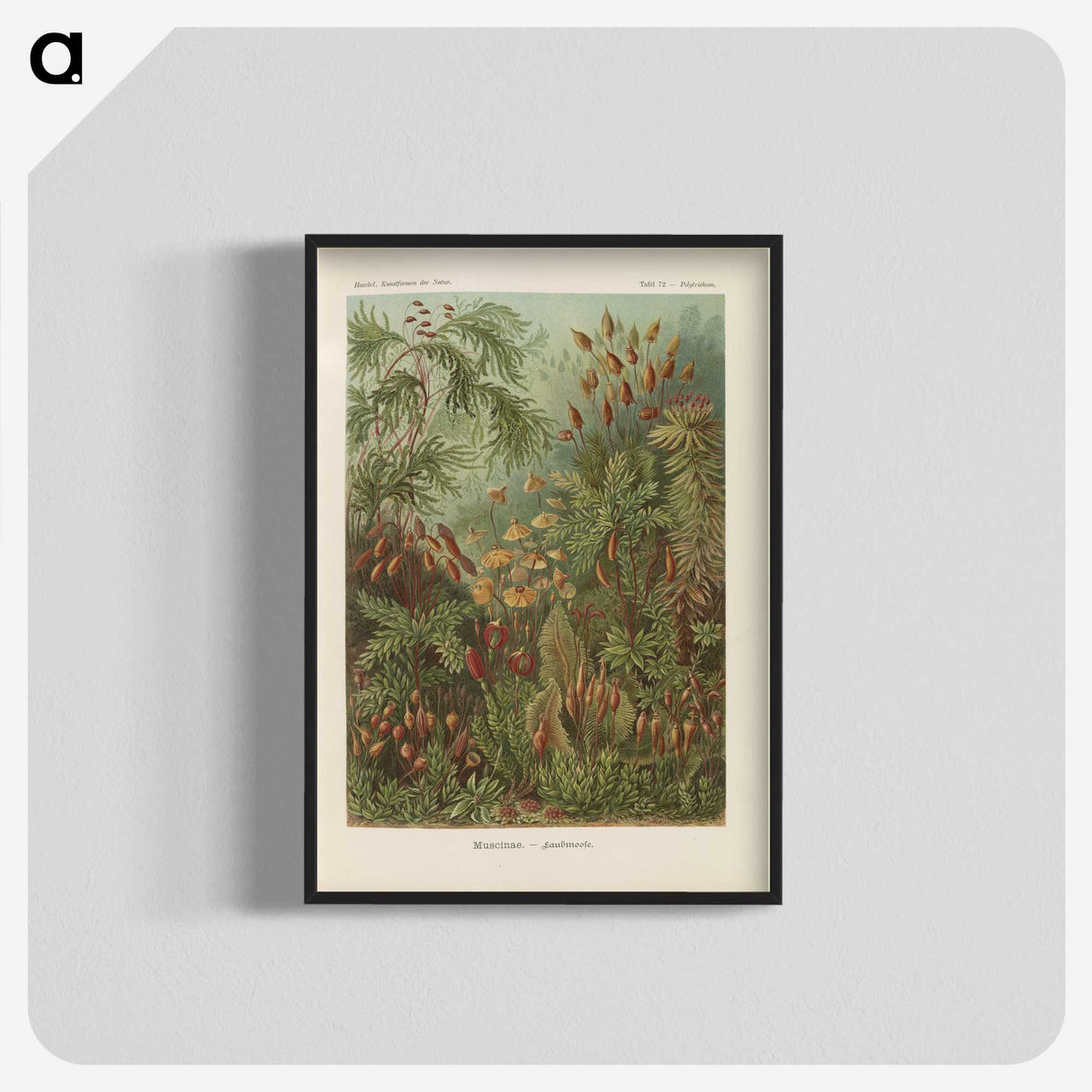 1-30_Ernst-Haeckel_blk-crop