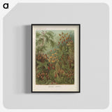 1-30_Ernst-Haeckel_blk-crop