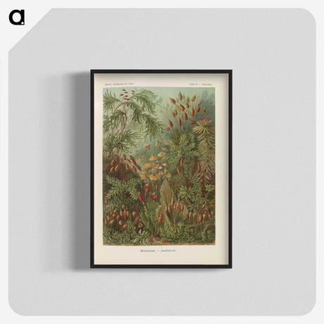 1-30_Ernst-Haeckel_blk-crop