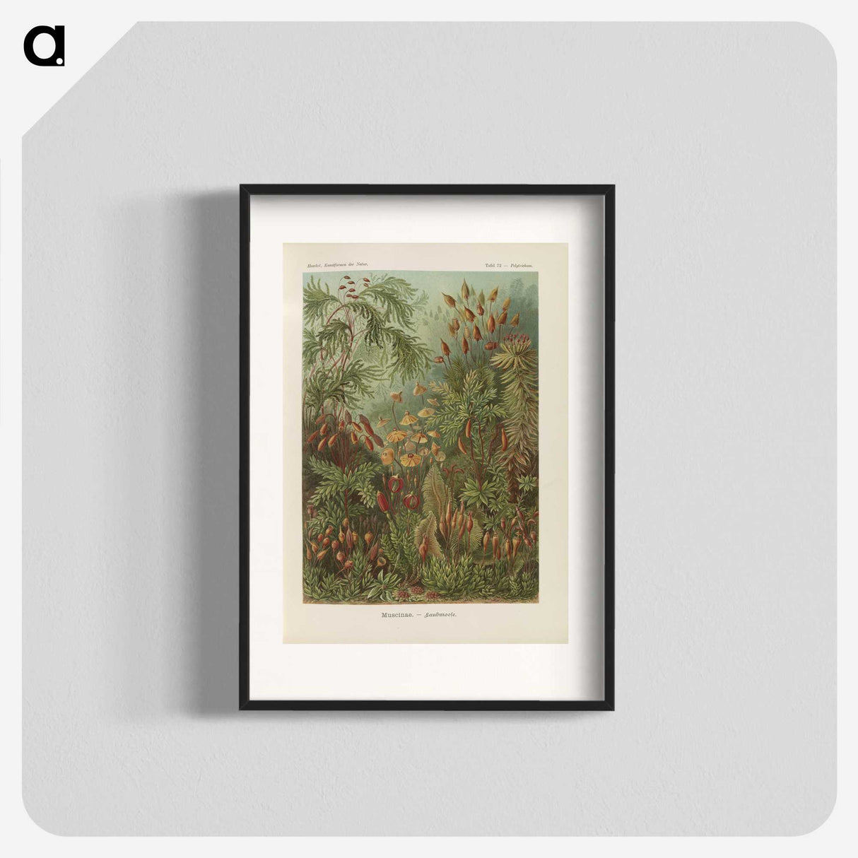 1-30_Ernst-Haeckel_blk