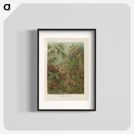 1-30_Ernst-Haeckel_blk