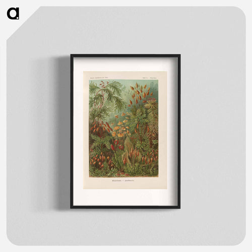 Moss illustration from Kunstformen der Natur - エルンスト ヘッケル Poster.