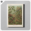 1-30_Ernst-Haeckel_canvas