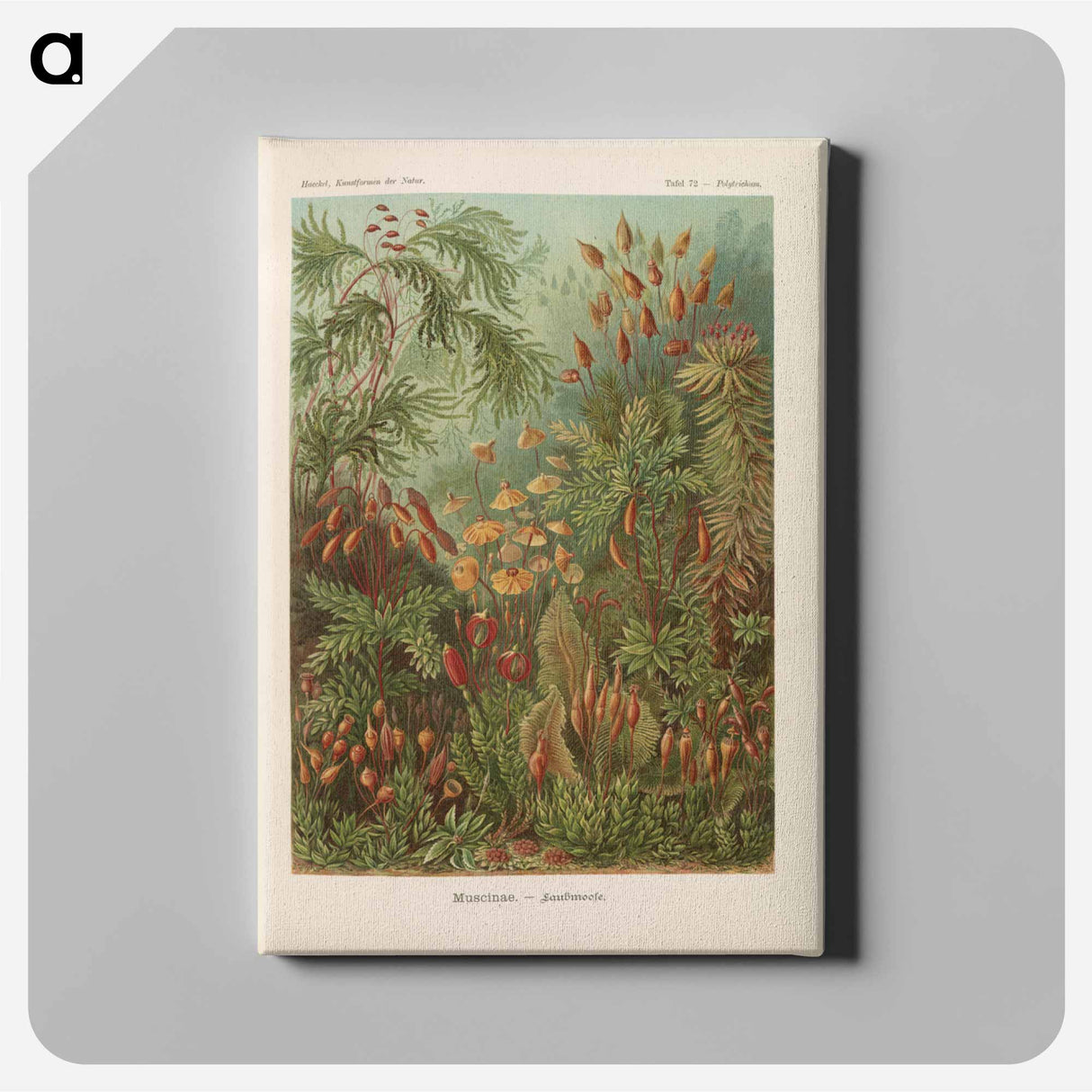 Moss illustration from Kunstformen der Natur - エルンスト ヘッケル Canvas.