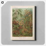 Moss illustration from Kunstformen der Natur - エルンスト ヘッケル Canvas.