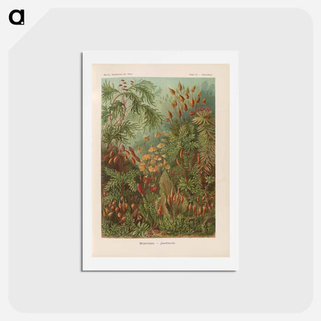 アートポストカード-Moss illustration from Kunstformen der Natur - エルンスト ヘッケル Postcard.