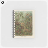 1-30_Ernst-Haeckel_memo