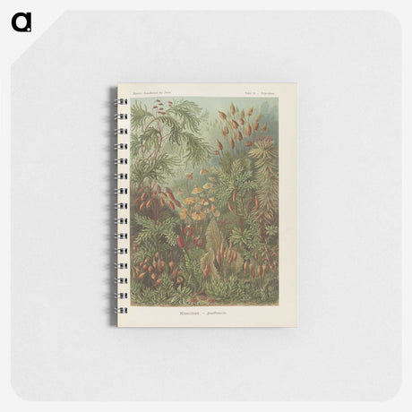 1-30_Ernst-Haeckel_memo