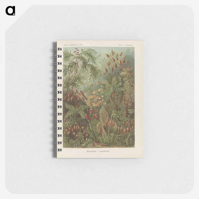 1-30_Ernst-Haeckel_memo
