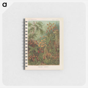 アートメモ帳-Moss illustration from Kunstformen der Natur - エルンスト ヘッケル Memo.