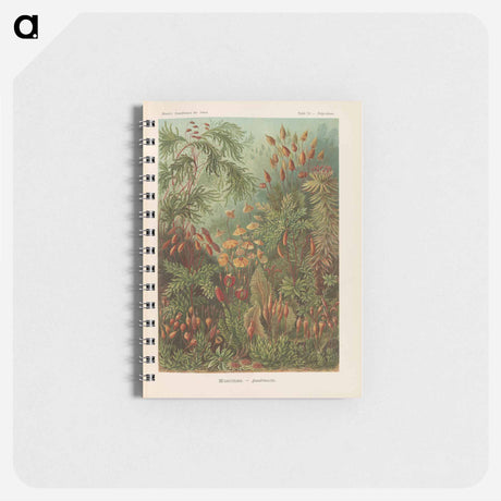 アートメモ帳-Moss illustration from Kunstformen der Natur - エルンスト ヘッケル Memo.